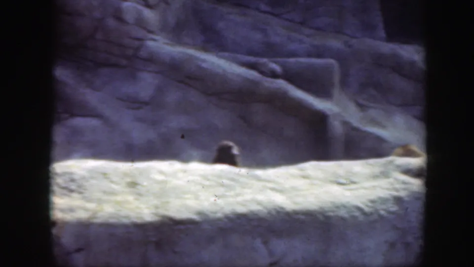 1948 Washington, DC zoo footage showing a primate behind a sunlit rock ledge with artificial rockwork behind it.