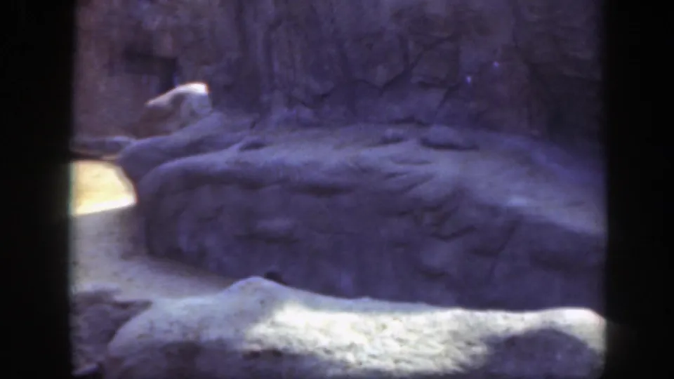 1948 Washington, DC zoo footage showing a primate perched on an upper rock ledge within a concrete enclosure.
