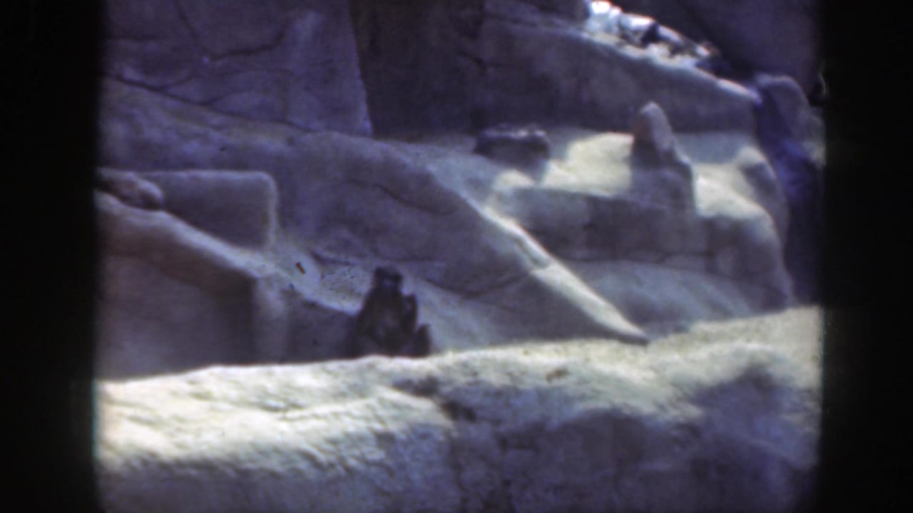 1948 Washington DC home-movie frame showing a baboon seated against pale artificial rocks in a zoo enclosure.
