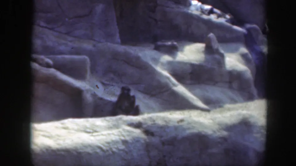 1948 Washington DC home-movie frame showing a baboon seated against pale artificial rocks in a zoo enclosure.