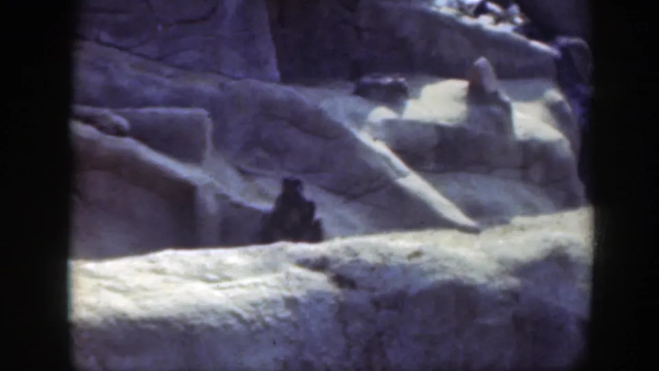 A baboon remains seated on a grey rock ledge in the Washington DC zoo footage, framed by dark film borders.