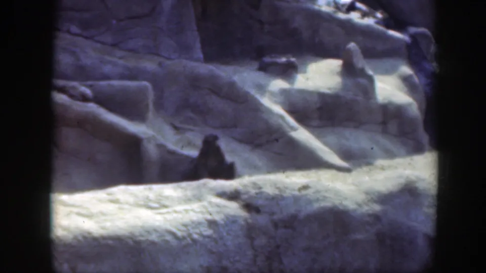 The 1948 8mm frame shows the baboon still seated in the rocky zoo habitat, with strong contrast from sunlit stone.
