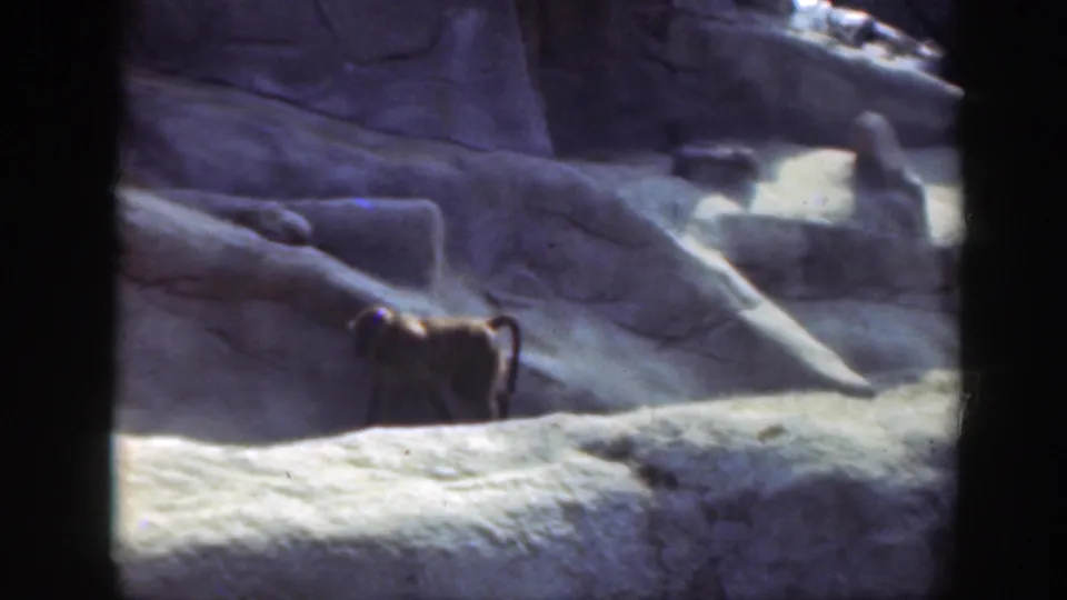 Near the end of the 1948 Washington DC clip, the baboon appears to stand or move along the sunlit rock ledge.