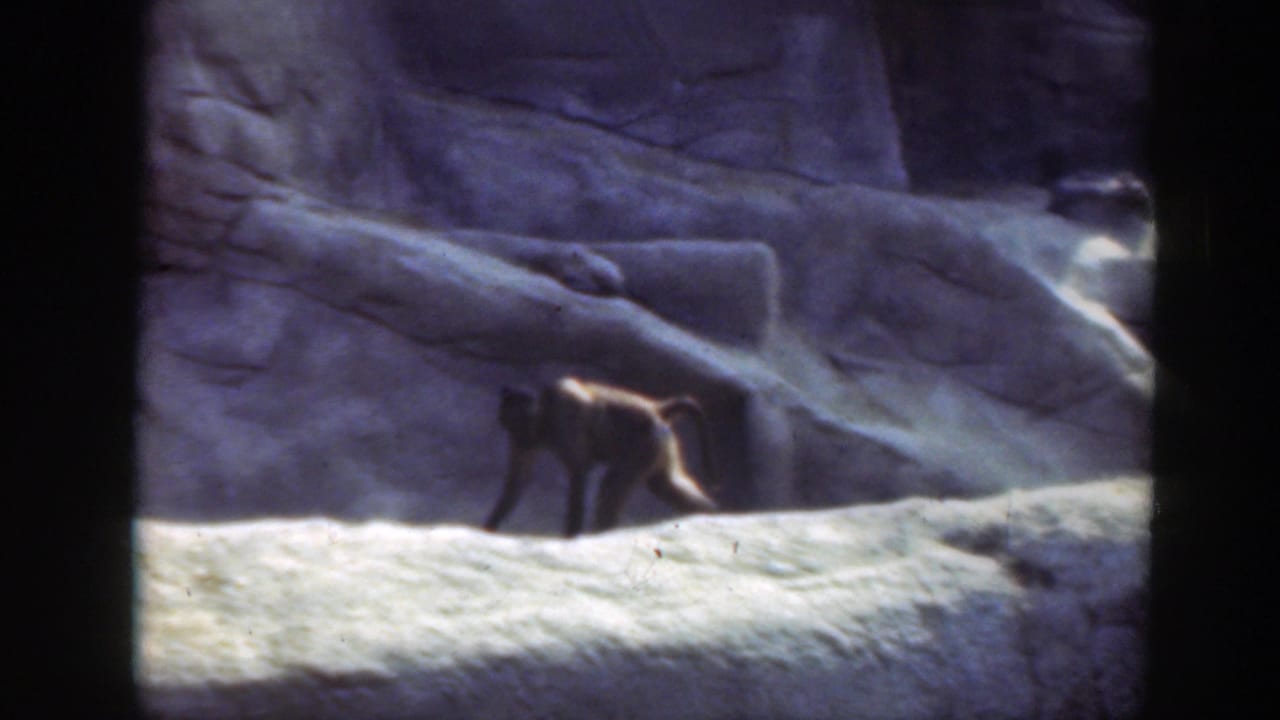 Monkey walking along a pale rock ledge inside a rocky enclosure.
