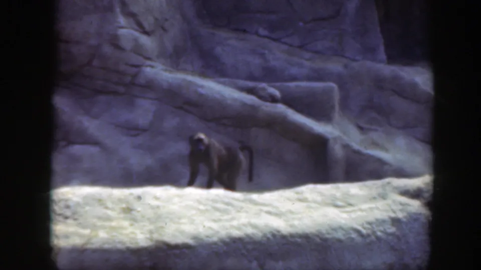 Dark-furred monkey pauses on a pale rock ledge in the supplied 1948 Washington, DC zoo home-movie footage.