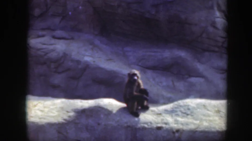 1948 Washington, DC frame showing the monkey seated on a pale rock surface within a zoo-style rocky enclosure.