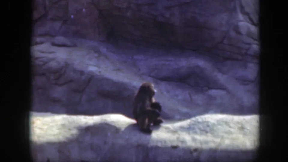 The monkey sits on a pale ledge and appears to look upward in this 1948 Washington, DC home-movie zoo frame.