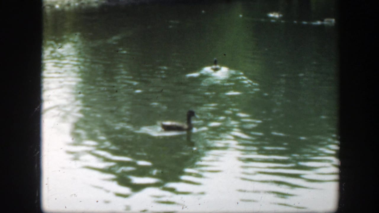 1948 8mm Washington, DC home-movie frame showing ducks crossing sunlit green pond water with ripples and soft focus.