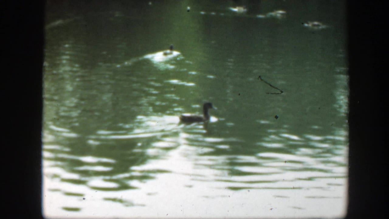 Several ducks spread across rippling pond water in bright light.