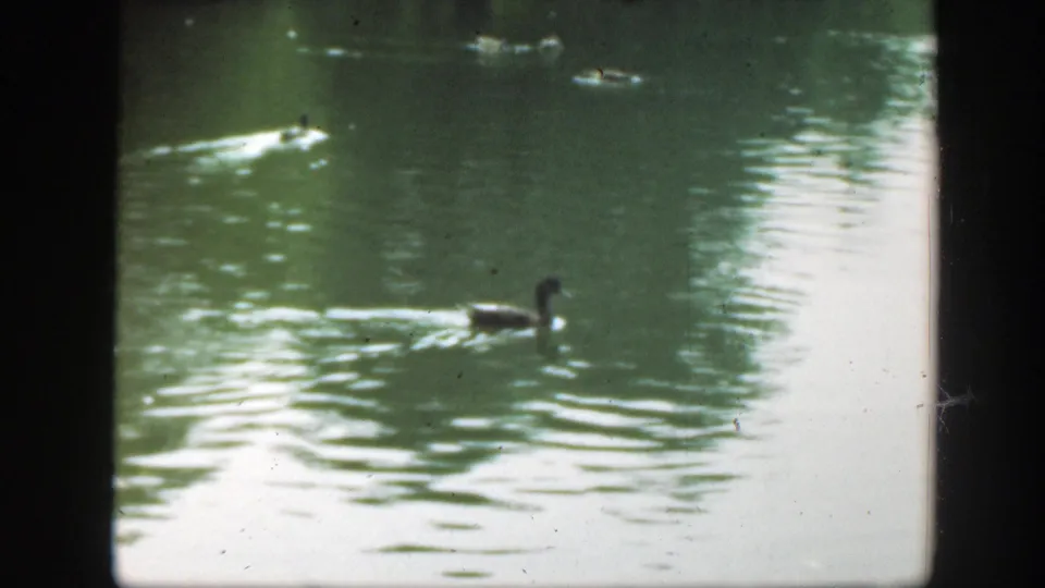 1948 8mm Washington, DC home-movie frame showing a duck swimming through green reflected water with visible film edges and dust.