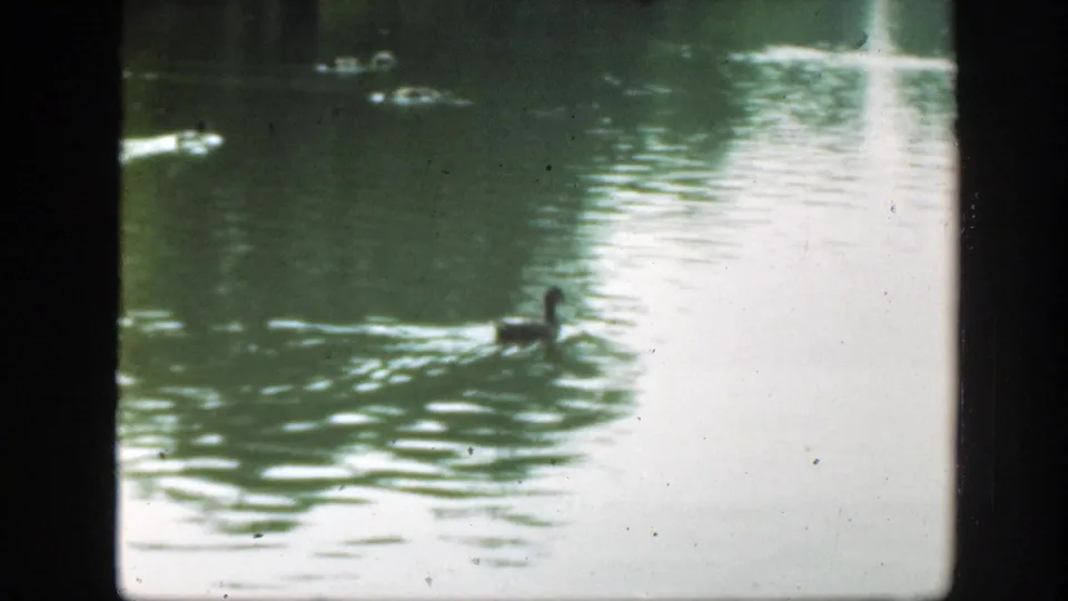 1948 8mm Washington, DC frame of a duck moving across a bright park pond, with soft focus, grain, and gate borders visible.