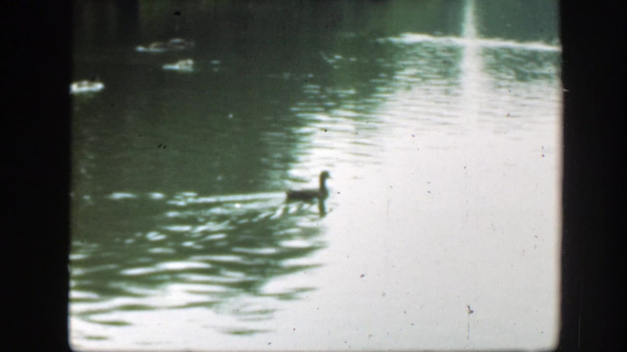 A duck moves across reflective green water in 1948 Washington DC 8mm footage, with ripples spreading behind it and a dim tree line in the distance.