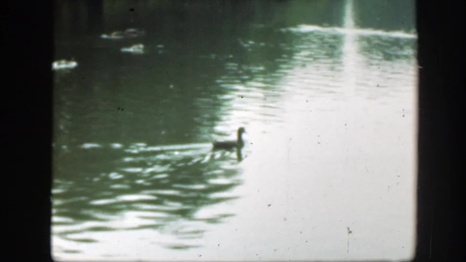A duck moves across reflective green water in 1948 Washington DC 8mm footage, with ripples spreading behind it and a dim tree line in the distance.