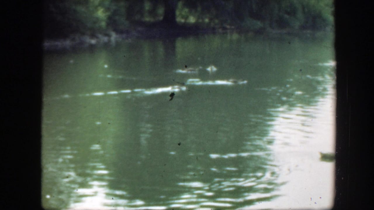 Several ducks swim across reflective water near a shaded far shoreline.