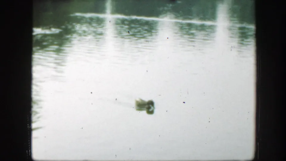 A duck sits near the lower right of a bright water reflection in 1948 Washington DC 8mm footage, with faint ripples and dark frame borders visible.