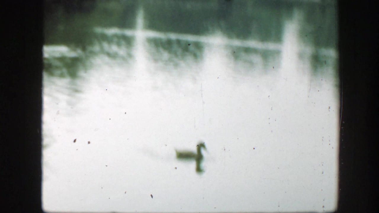 Duck swimming on pale pond water with soft reflections and 8mm frame borders.