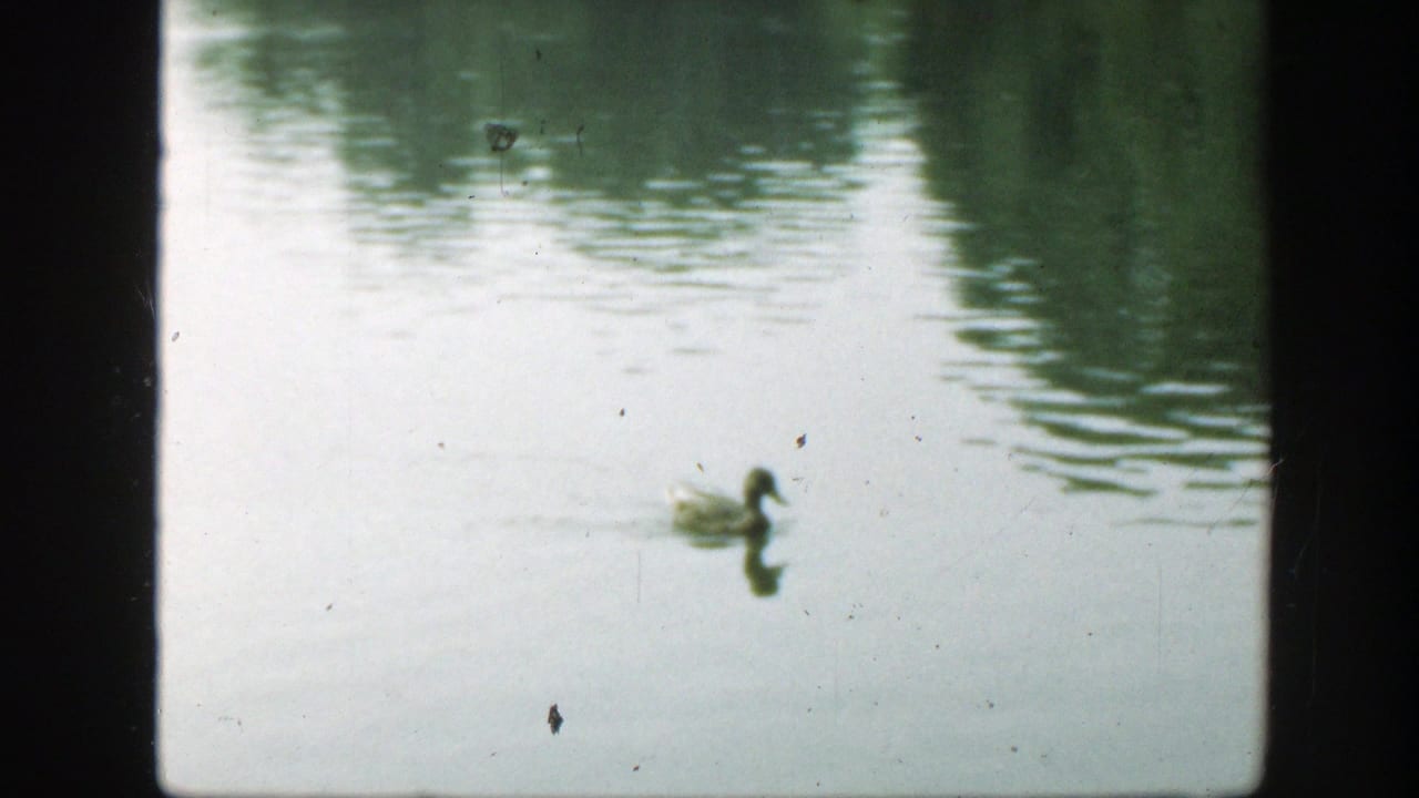 Duck floating on pond water near bright reflections and ripples.