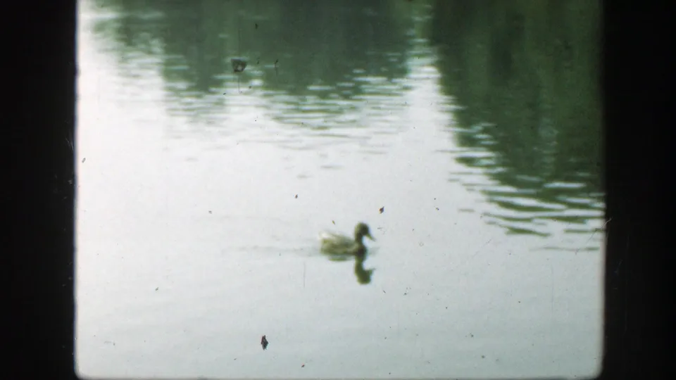 A duck floats on reflective pond water in the Washington, DC 1948 8mm clip, framed by visible film borders and light grain.