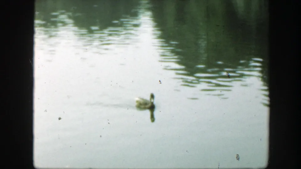A duck swims near the lower part of the frame on a reflective pond, captured in soft 1948 8mm home-movie color.