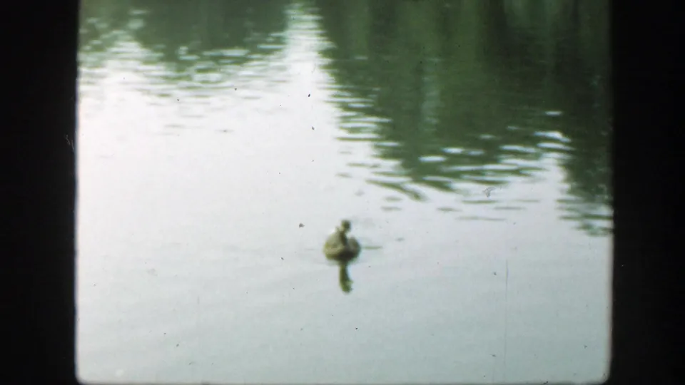 A duck appears low in the frame on a still pond, with green reflections and 8mm film texture from the 1948 Washington, DC clip.