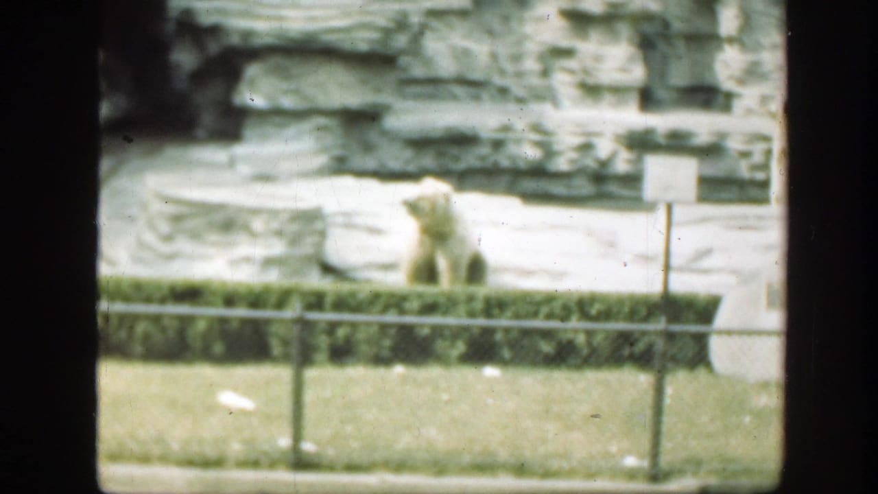 Polar bear seated behind a low hedge and chain-link fence in a rocky zoo enclosure.