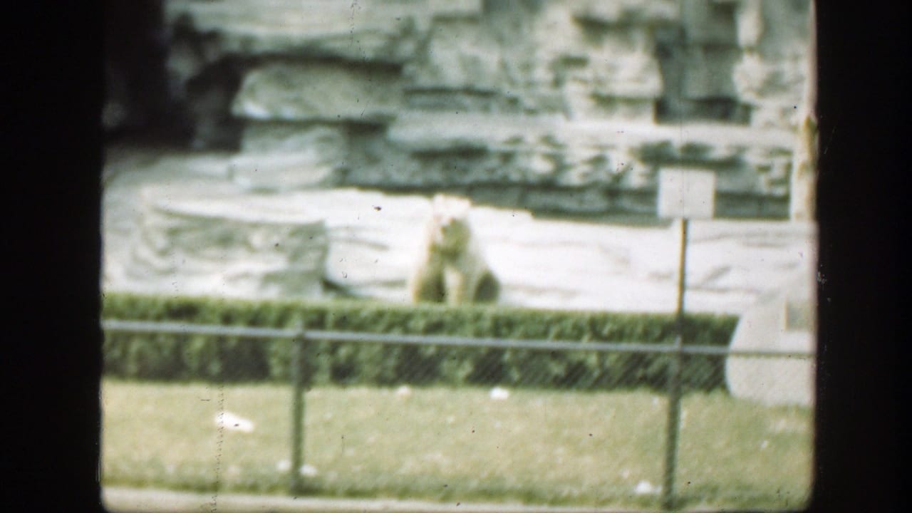 Polar bear remains seated near a hedge with a small sign and rocky backdrop visible.