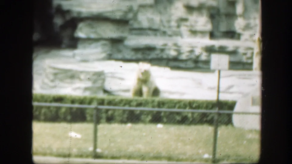 1948 Washington, DC zoo footage frame showing the seated polar bear centered behind the viewing barrier and enclosure planting.