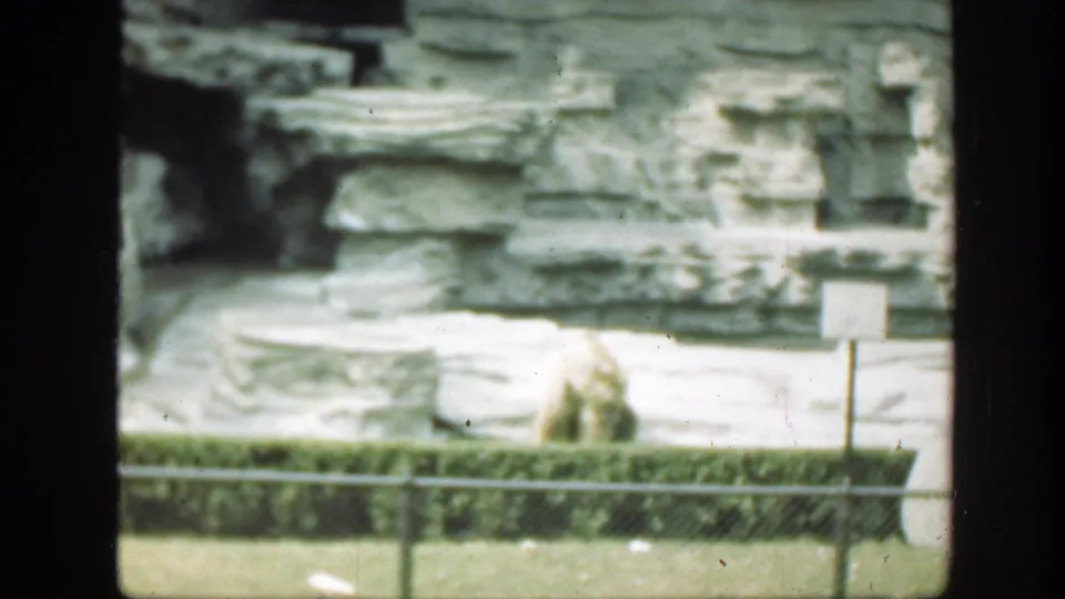 1948 Washington, DC home-movie frame with the polar bear partly softened by focus and film wear behind a fence and hedge.