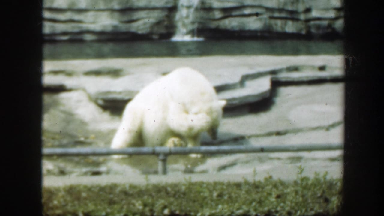 1948 Washington, DC home-movie frame showing a white bear beside a metal railing, with gray rockwork and water behind it.