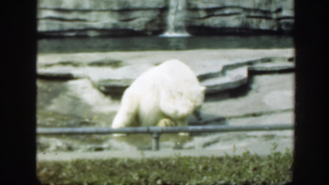White bear with head lowered beside railing and rockwork.
