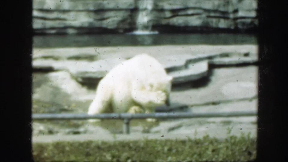 1948 8mm frame of a white bear bending forward in a zoo habitat, with a hind paw raised near its head.