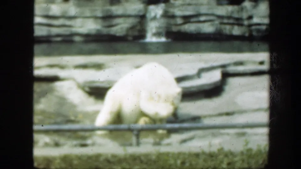 White bear continues the scratching motion in a soft 8mm Washington, DC zoo frame with rockwork and water behind it.