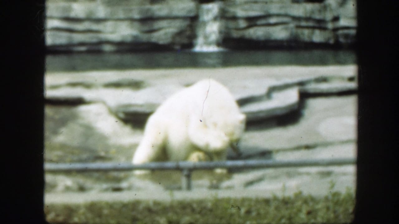 1948 8mm frame from Washington, DC showing a polar bear grooming near a low railing, concrete platform, rock wall, and greenish water.