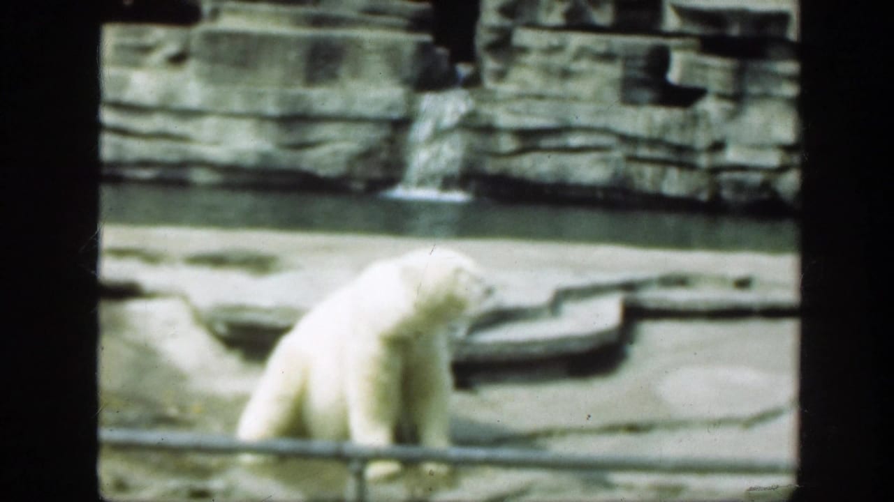 Polar bear stands partly turned away in a zoo enclosure with a railing, concrete ledge, and rock wall.