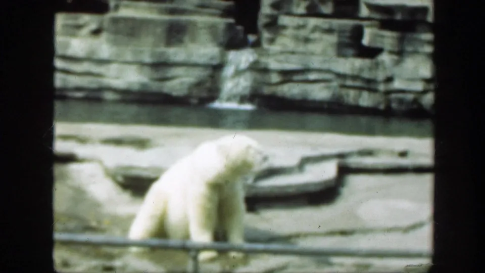 1948 Washington, DC zoo footage frame showing the polar bear turned away beside a low rail, concrete ledges, water, and faux-rock backdrop.