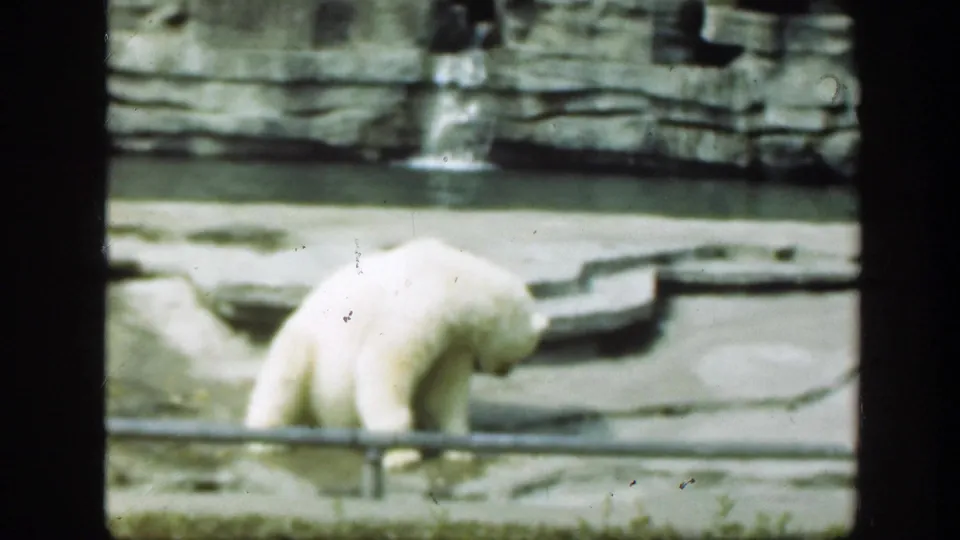 Soft 8mm frame of a polar bear lowering its head in a Washington, DC zoo enclosure, with railing, concrete, water, and rock wall visible.