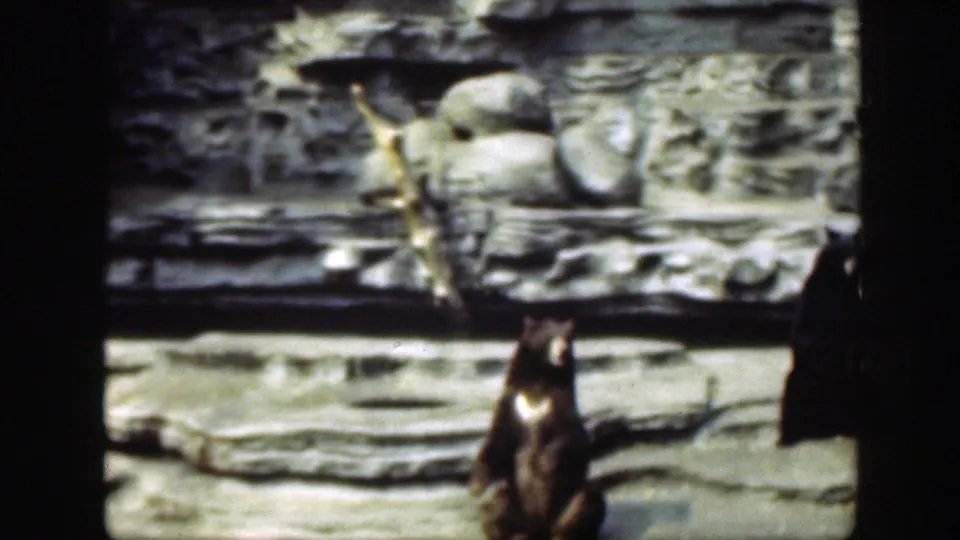 A brief 1948 zoo-frame view shifts from the polar bear area to an adjacent enclosure with a dark animal below and pale forms on the rocks above.