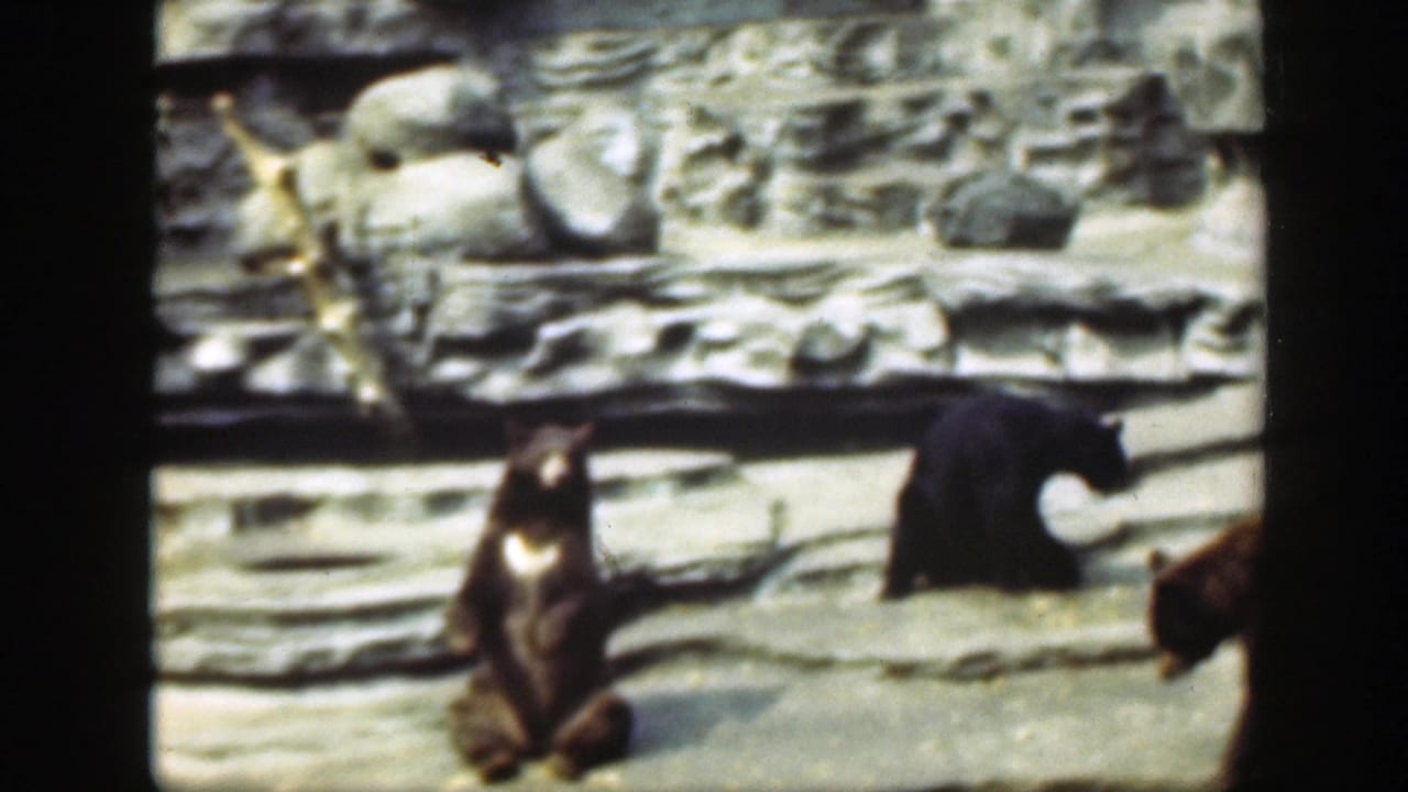 1948 Washington, DC home-movie frame showing multiple bears inside a concrete-and-rock zoo enclosure.