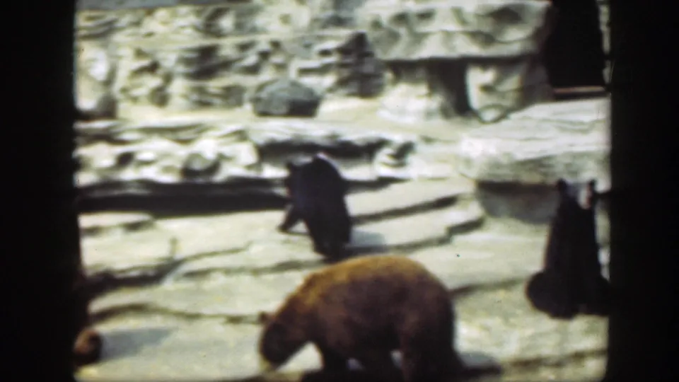 1948 Washington, DC zoo footage frame with bears moving through a rocky concrete enclosure under daylight.