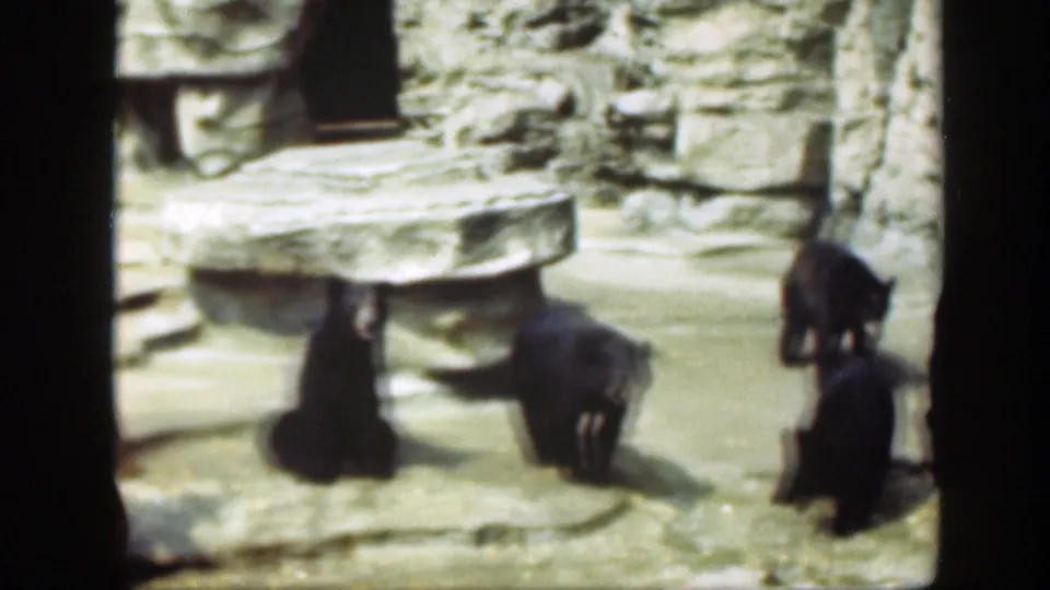 1948 Washington, DC home-movie frame showing bears grouped around a concrete platform and rocky enclosure wall.