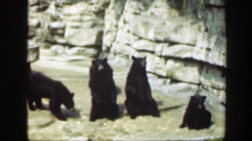 1948 Washington, DC frame showing several bears spaced along a concrete-and-rock zoo enclosure wall.