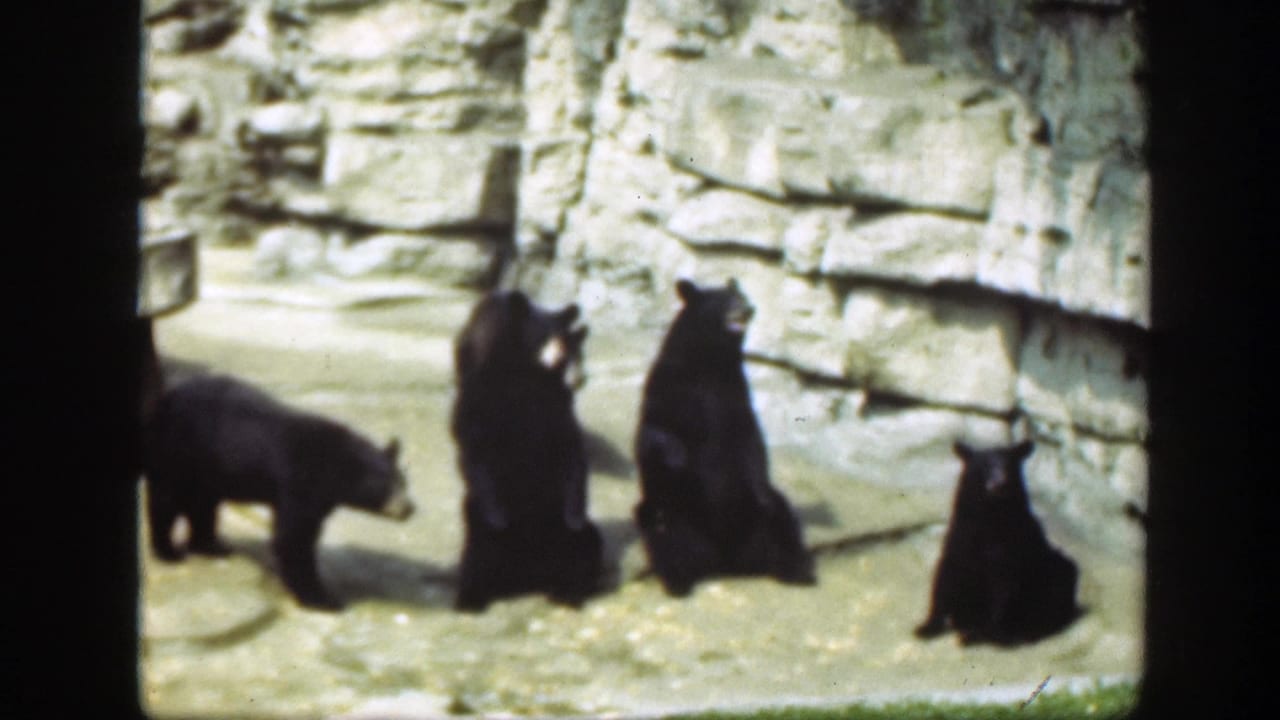 1948 Washington DC zoo footage showing black bears near a stone wall, including standing, seated, and walking animals within the enclosure.