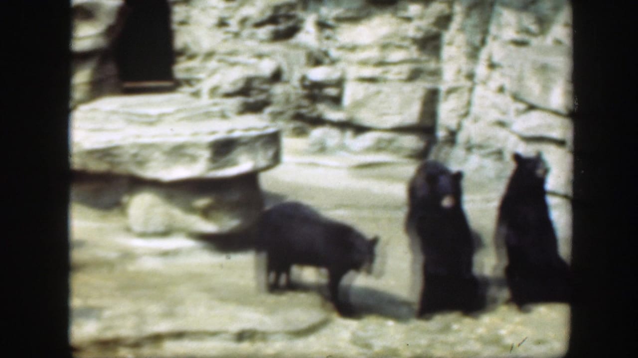 Three bears stand and sit near a stone wall inside a zoo enclosure.