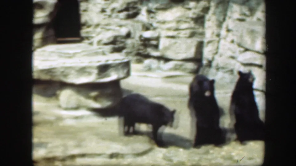 Black bears in a Washington DC zoo enclosure in 1948, with two upright bears and another animal moving along the wall.