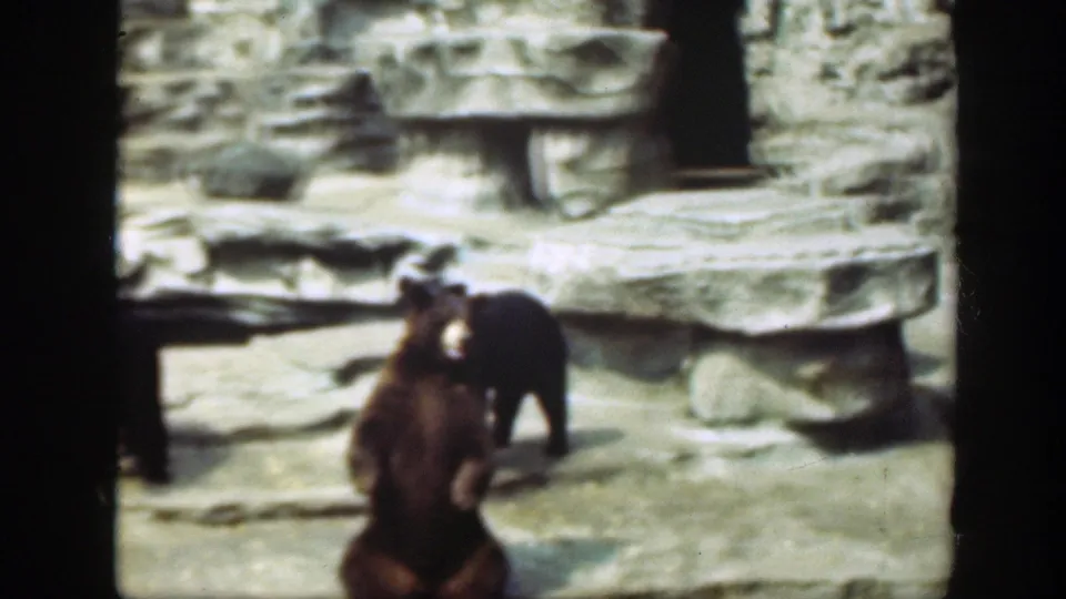 A seated bear faces the camera while another bear moves behind it in the stone zoo enclosure, consistent with the 1948 Washington DC clip metadata.