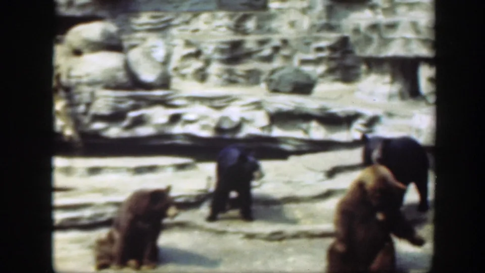 Wide 8mm frame of bears spread across a stone zoo enclosure in Washington DC, showing seated and walking animals in 1948 home-movie footage.