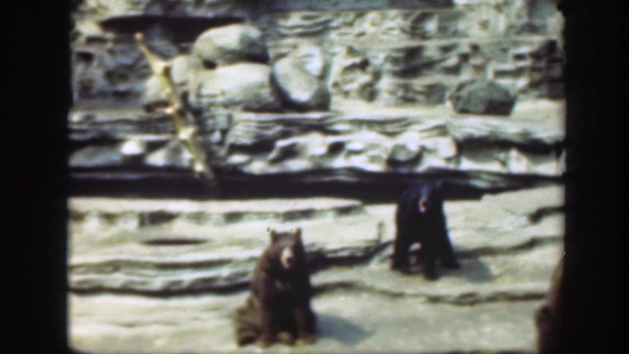 Bears in a rocky zoo enclosure with a stone wall behind them.