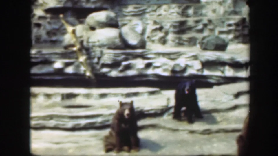 1948 home-movie frame likely in Washington DC showing bears on a rocky zoo enclosure floor with a stone wall backdrop.