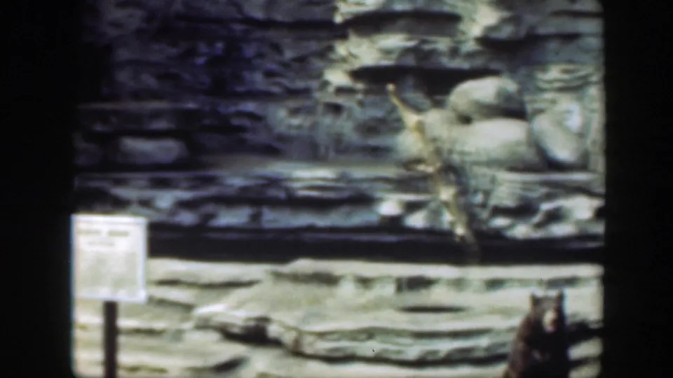Likely Washington DC zoo frame from 1948 showing bears partly visible below a rocky enclosure and a posted sign nearby.