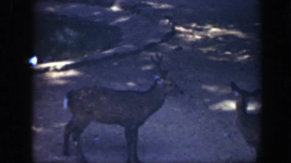 1948 home-movie frame showing deer in a shaded zoo area, with soft focus and darkened exposure.